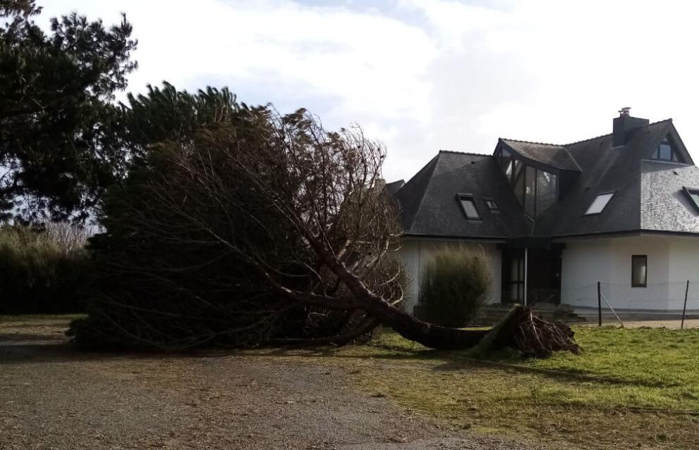 Chute d'arbre près d'une toiture